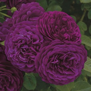 TWILIGHT ZONE (floribunda)